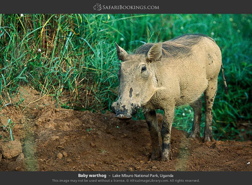Baby warthog in Lake Mburo National Park, Uganda