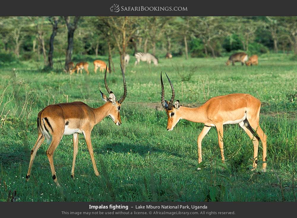 Impalas fighting in Lake Mburo National Park, Uganda