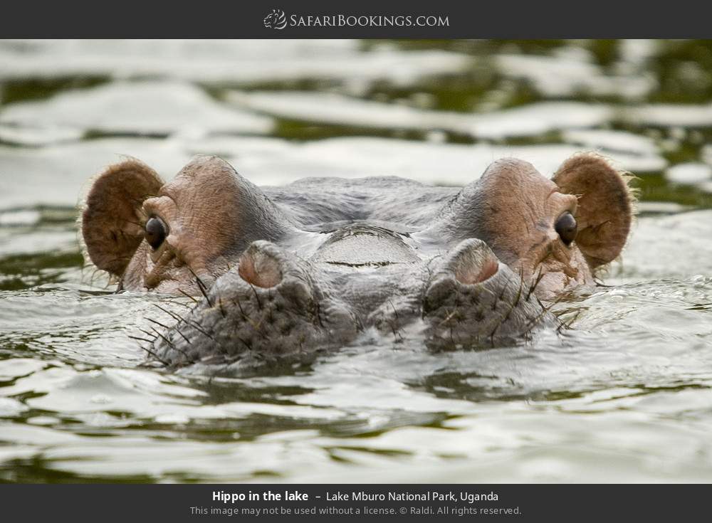 Hippo in the lake in Lake Mburo National Park, Uganda