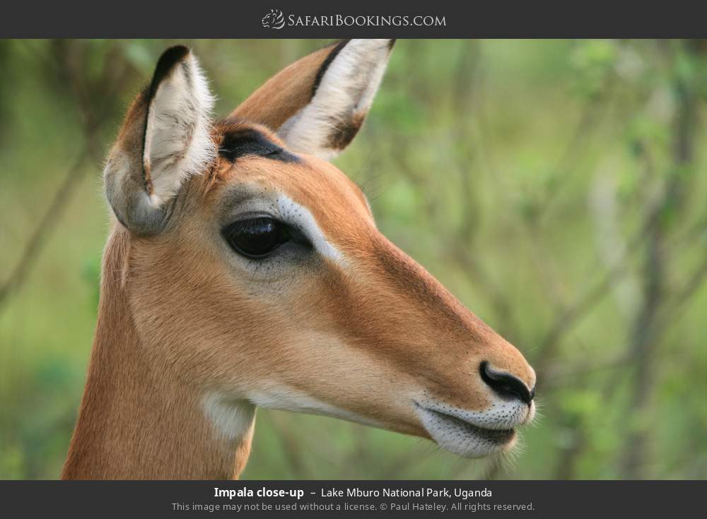 Impala close-up in Lake Mburo National Park, Uganda