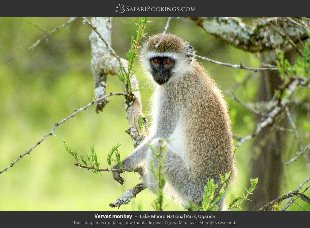Vervet monkey in Lake Mburo National Park, Uganda