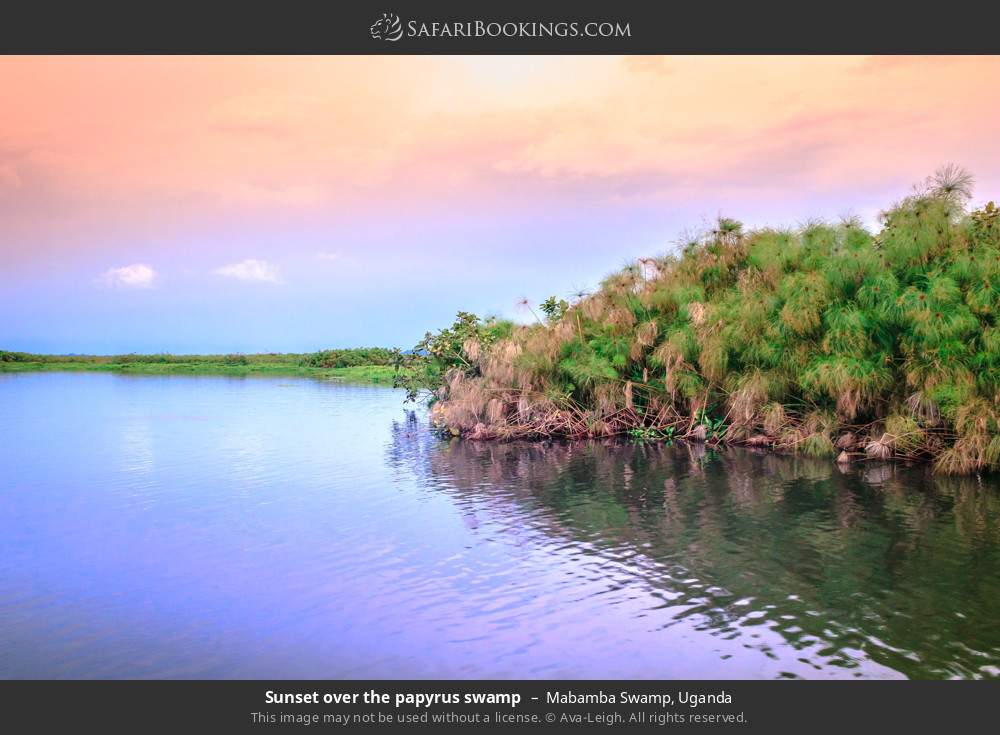 Sunset over Mabamba Swamp in Mabamba Swamp, Uganda