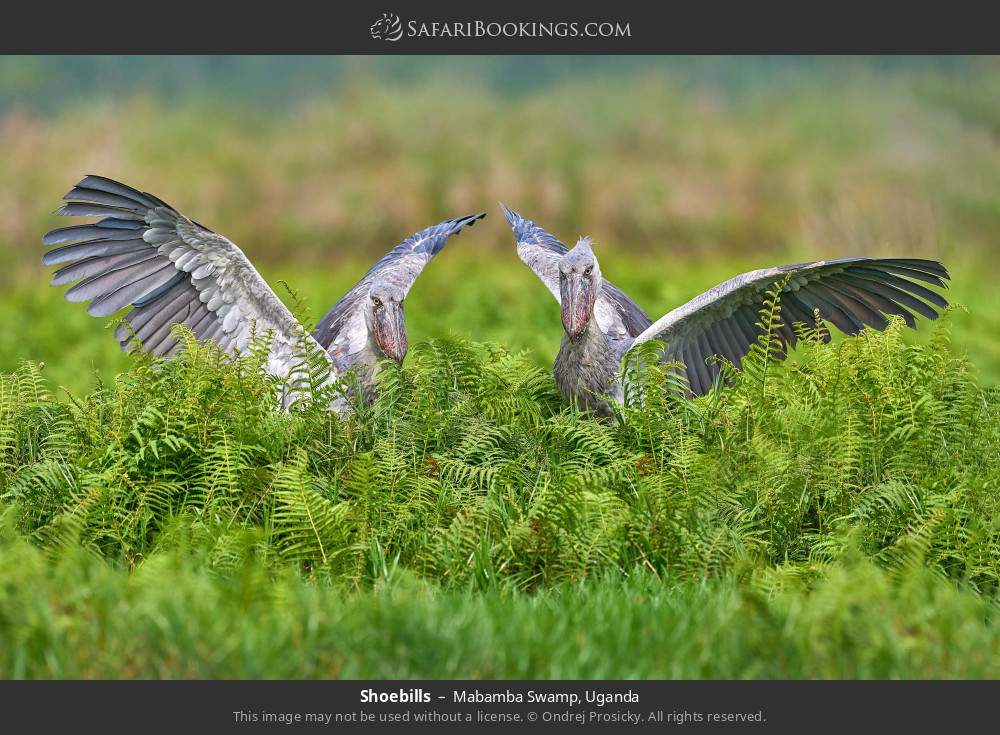 Shoebills in Mabamba Swamp, Uganda