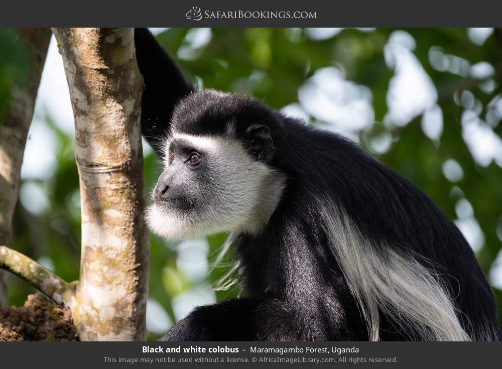Black-and-white colobus in Maramagambo Forest, Uganda