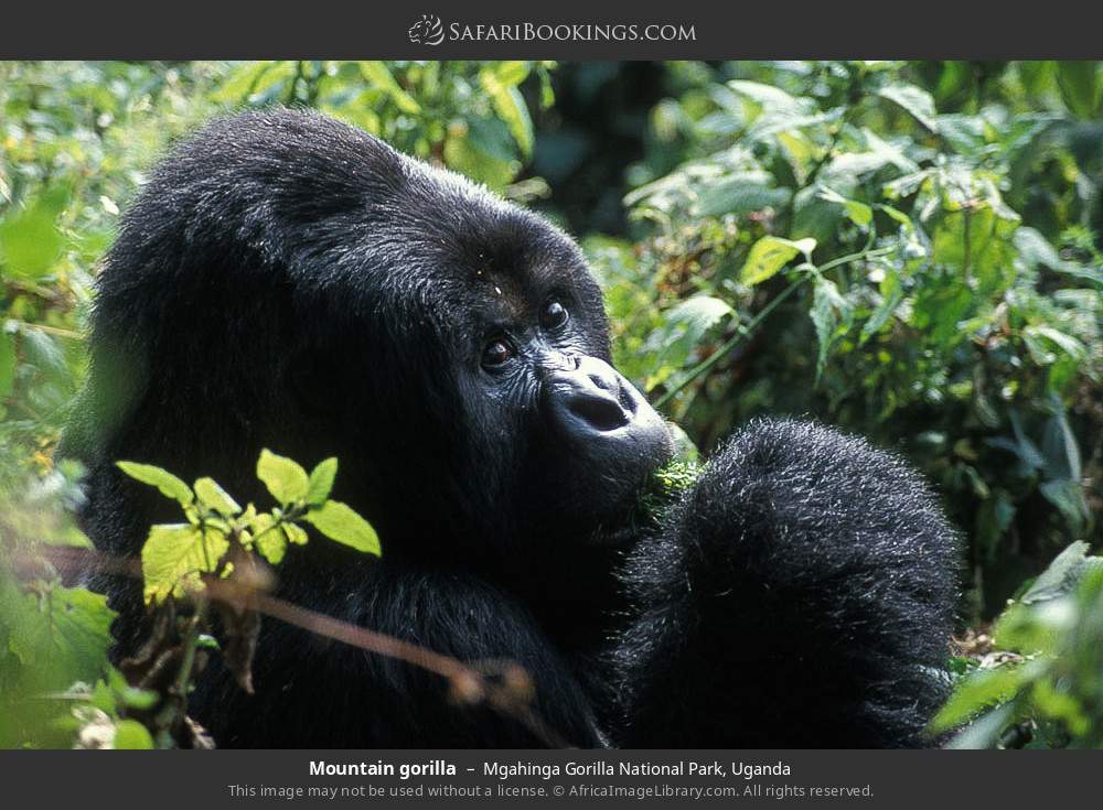 Mountain gorilla in Mgahinga Gorilla National Park, Uganda
