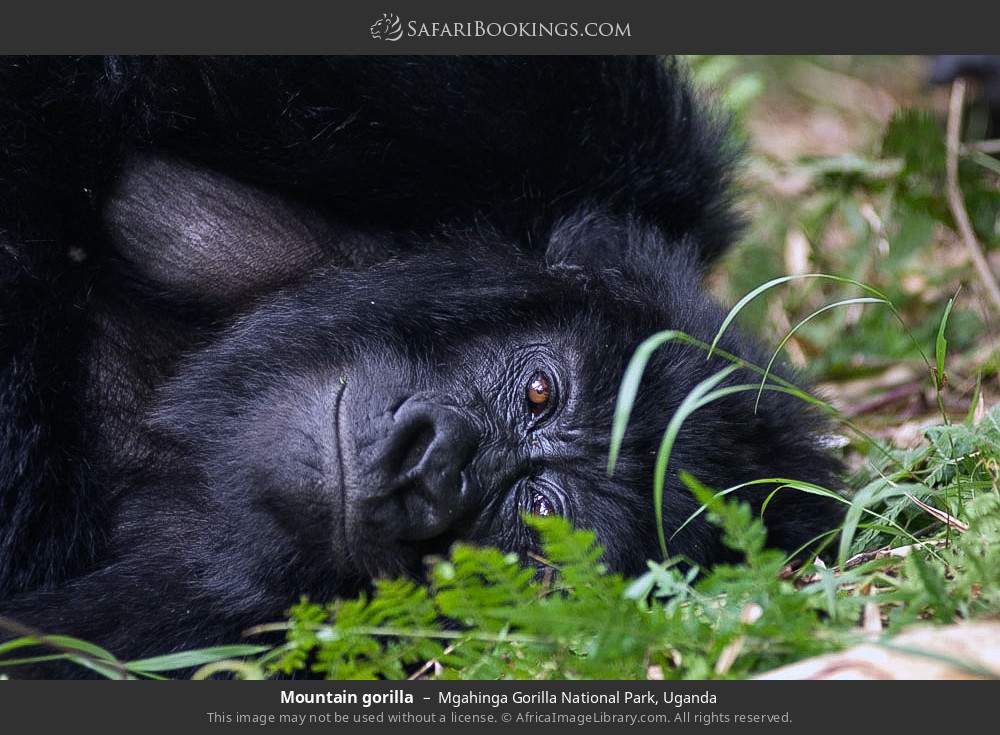 Mountain gorilla in Mgahinga Gorilla National Park, Uganda