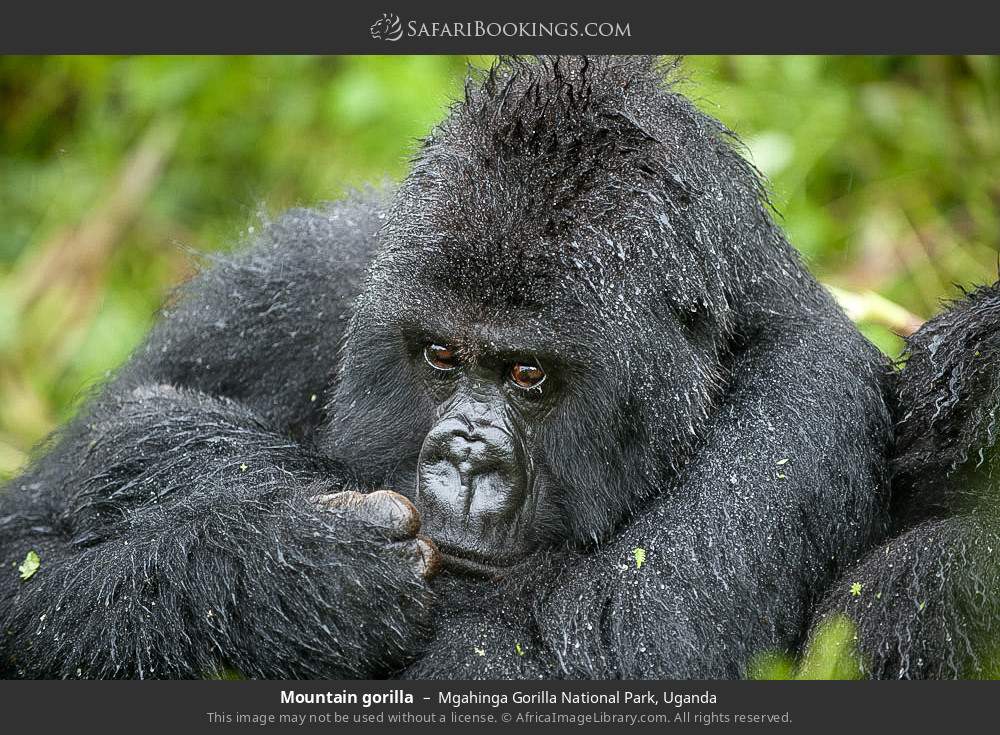 Mountain gorilla in Mgahinga Gorilla National Park, Uganda
