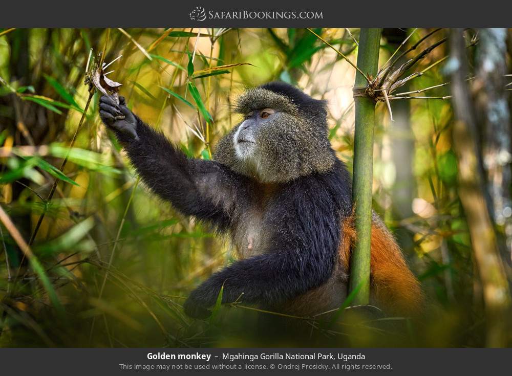 Golden monkey in Mgahinga Gorilla National Park, Uganda