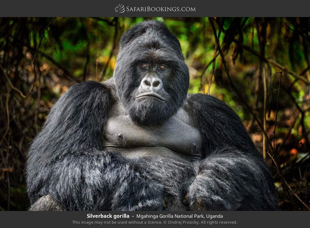 Silverback gorilla in Mgahinga Gorilla National Park, Uganda