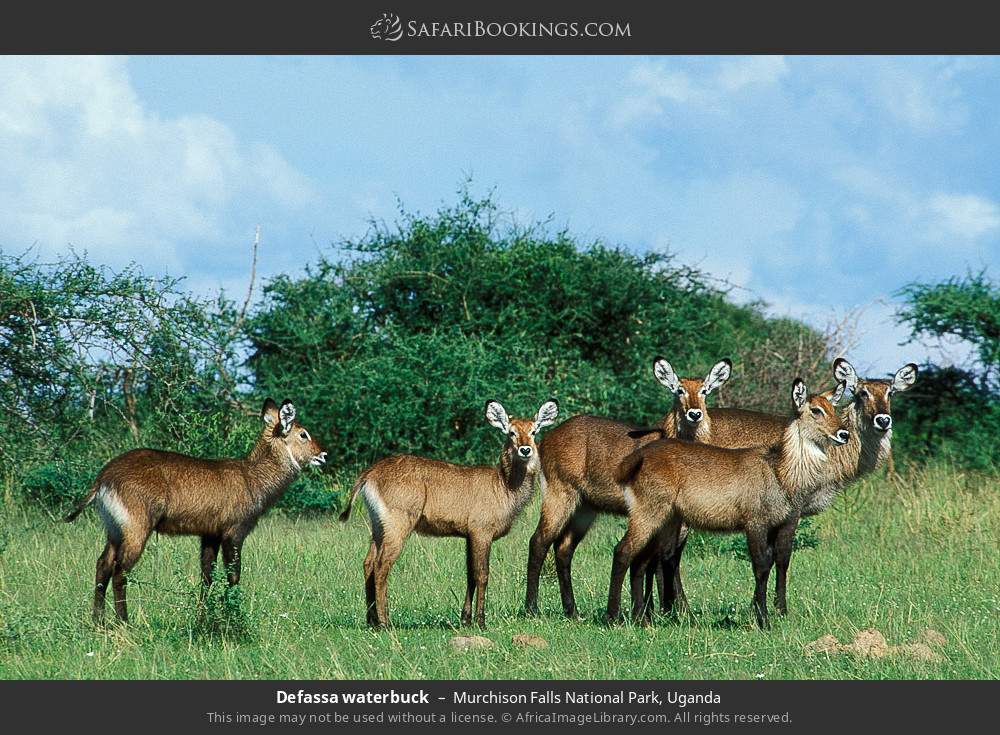 Defassa waterbuck in Murchison Falls National Park, Uganda