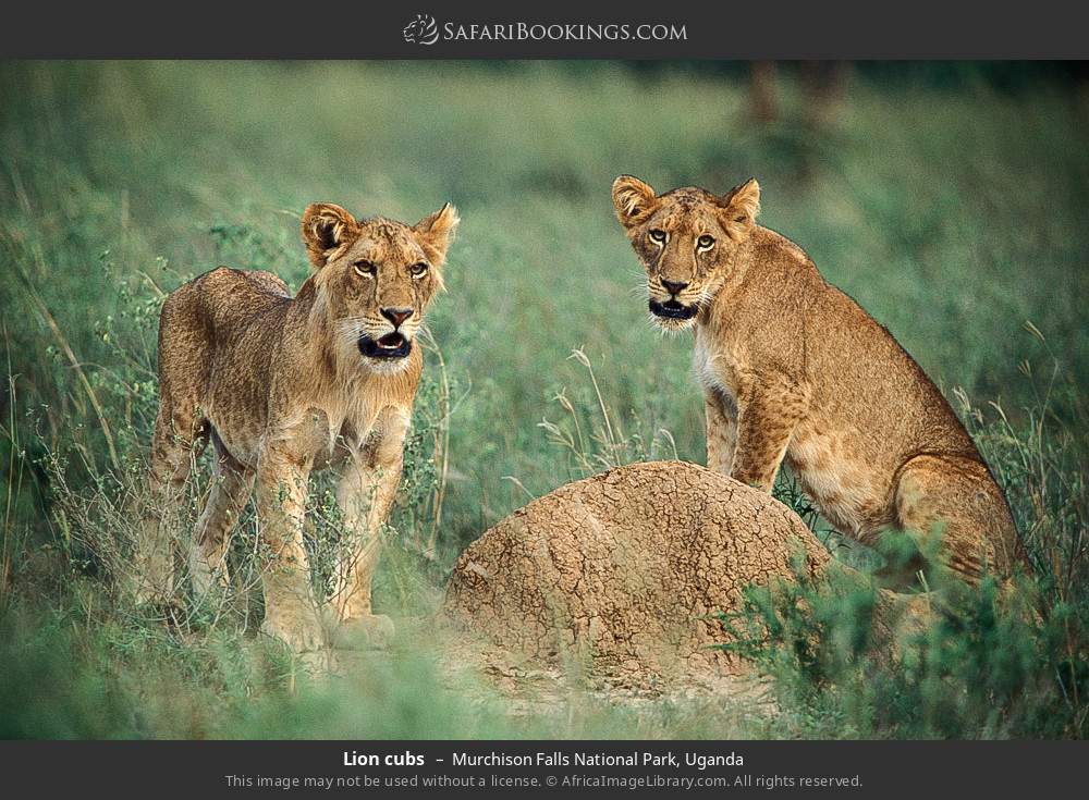 Lion cubs in Murchison Falls National Park, Uganda