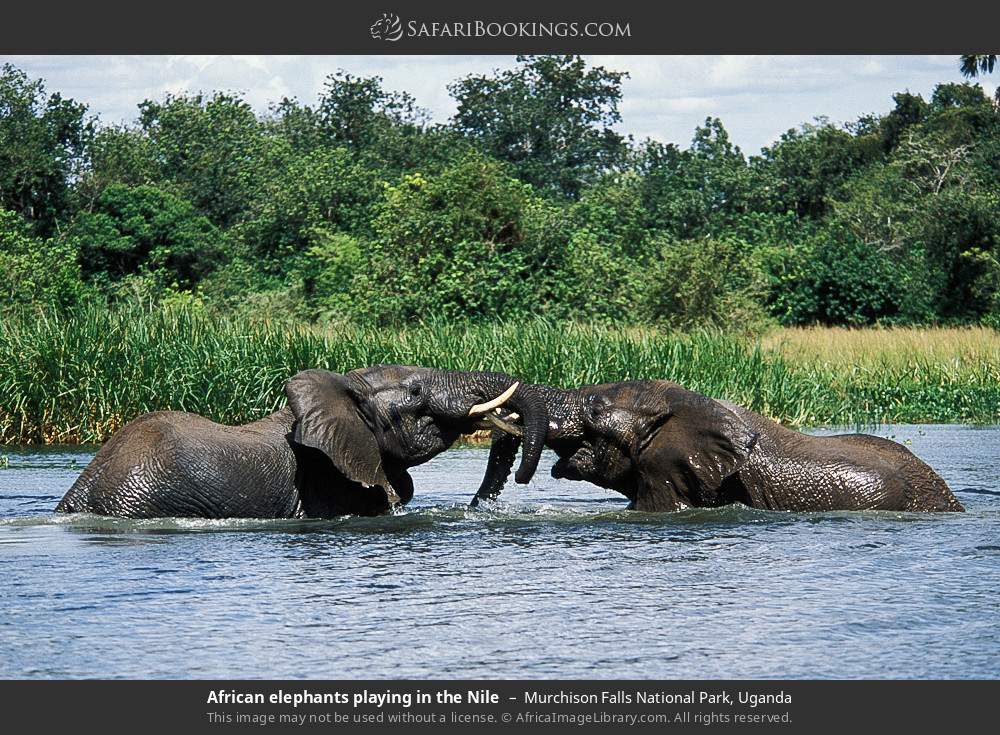 African elephants playing in the Nile in Murchison Falls National Park, Uganda
