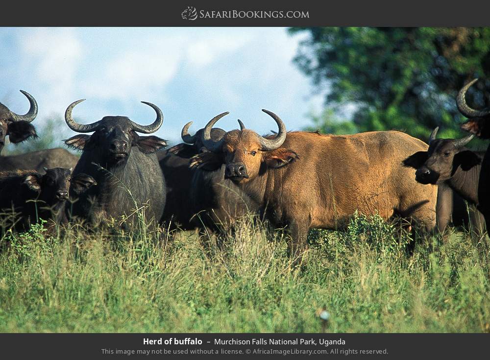 Herd of buffalo in Murchison Falls National Park, Uganda