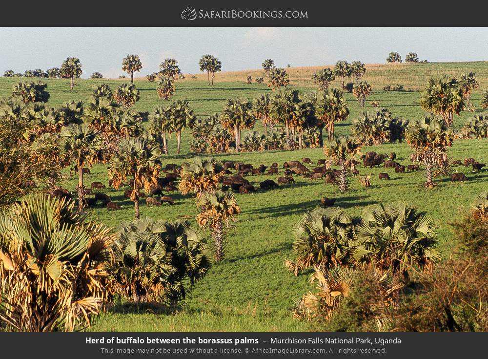 Herd of buffalo between the borassus palms in Murchison Falls National Park, Uganda