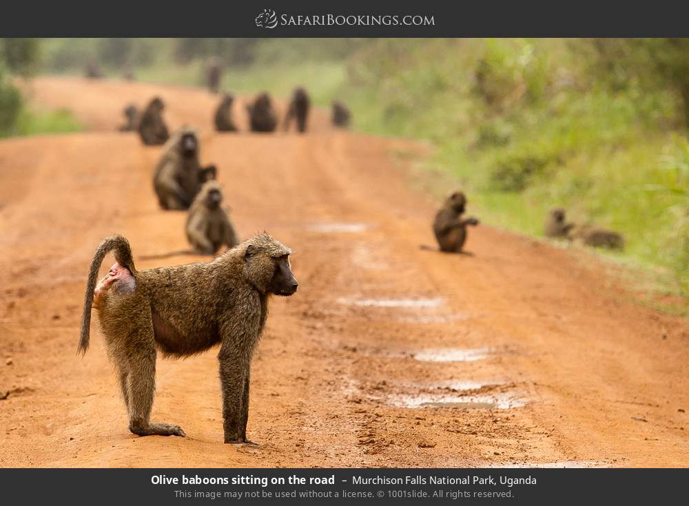 Olive baboons in Murchison Falls National Park, Uganda