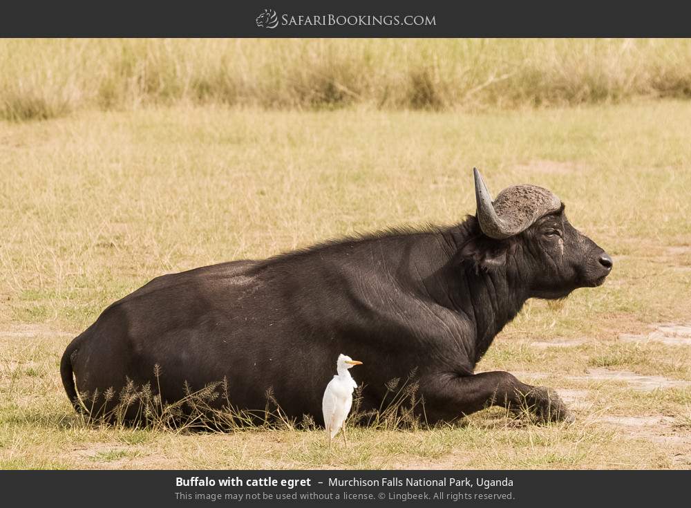 Buffalo with cattle egret in Murchison Falls National Park, Uganda