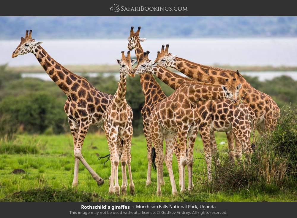 Rothschild's giraffes in Murchison Falls National Park, Uganda