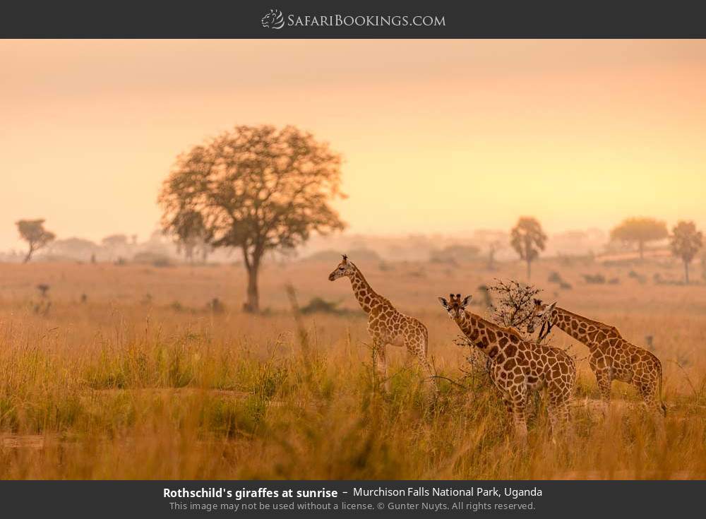 Rothschild's giraffes at sunrise in Murchison Falls National Park, Uganda