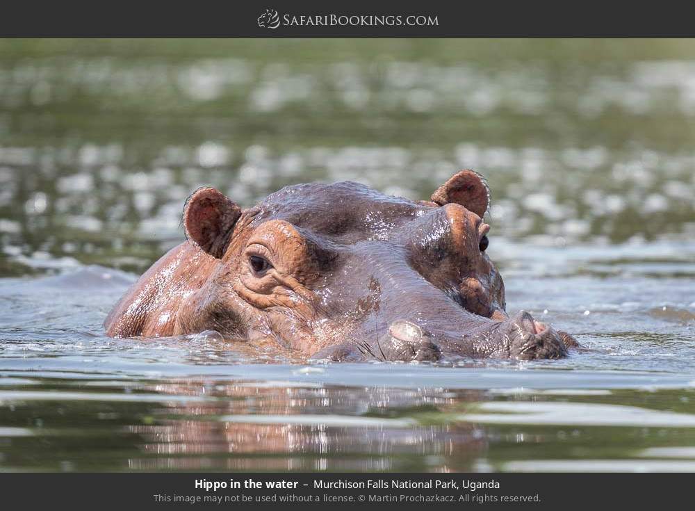 Hippo in the water in Murchison Falls National Park, Uganda