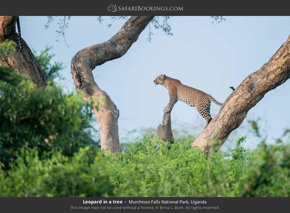 Leopard in a tree in Murchison Falls National Park, Uganda