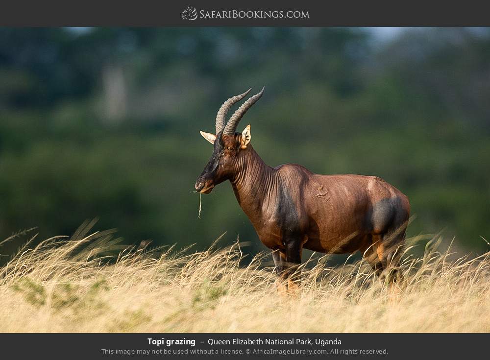 Topi grazing in Queen Elizabeth National Park, Uganda