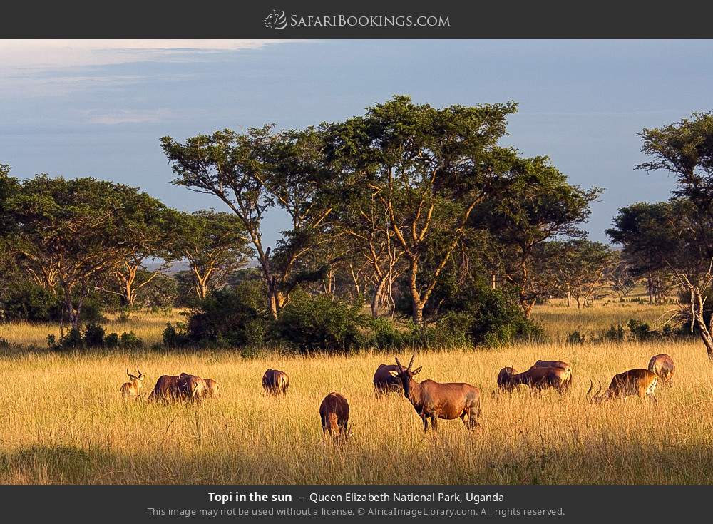 Topi in the sun in Queen Elizabeth National Park, Uganda