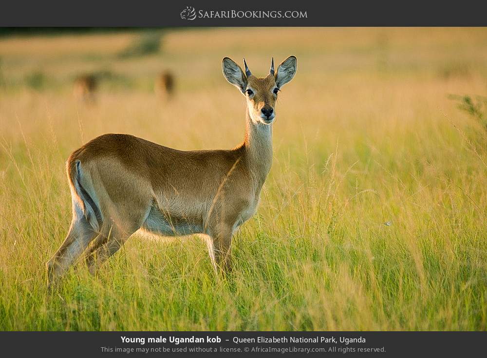 Young male Uganda kob in Queen Elizabeth National Park, Uganda