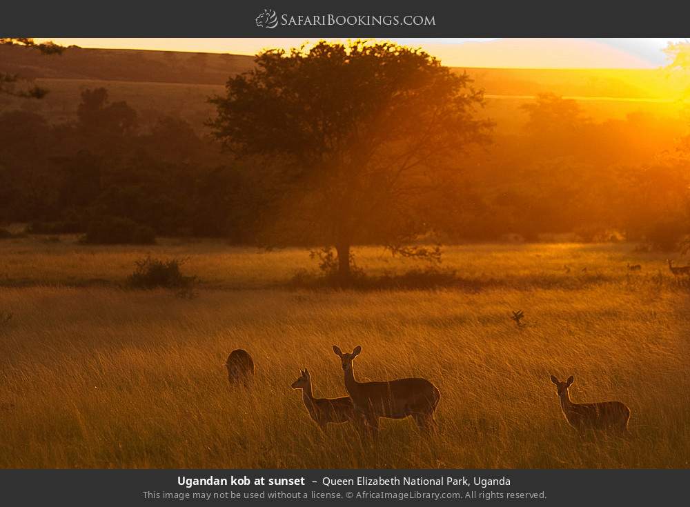 Uganda kob at sunset in Queen Elizabeth National Park, Uganda