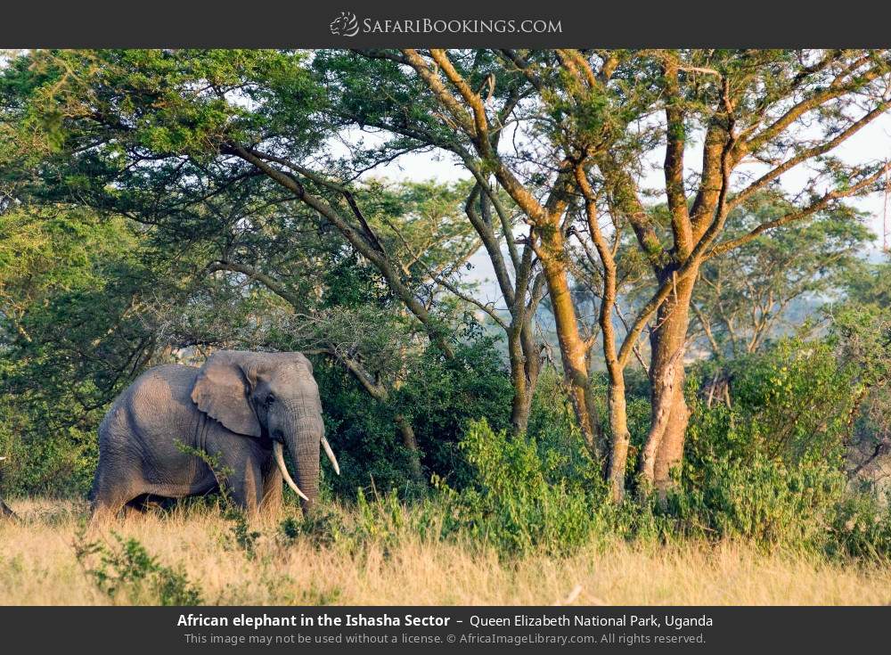 African elephant in the Ishasha Sector in Queen Elizabeth National Park, Uganda