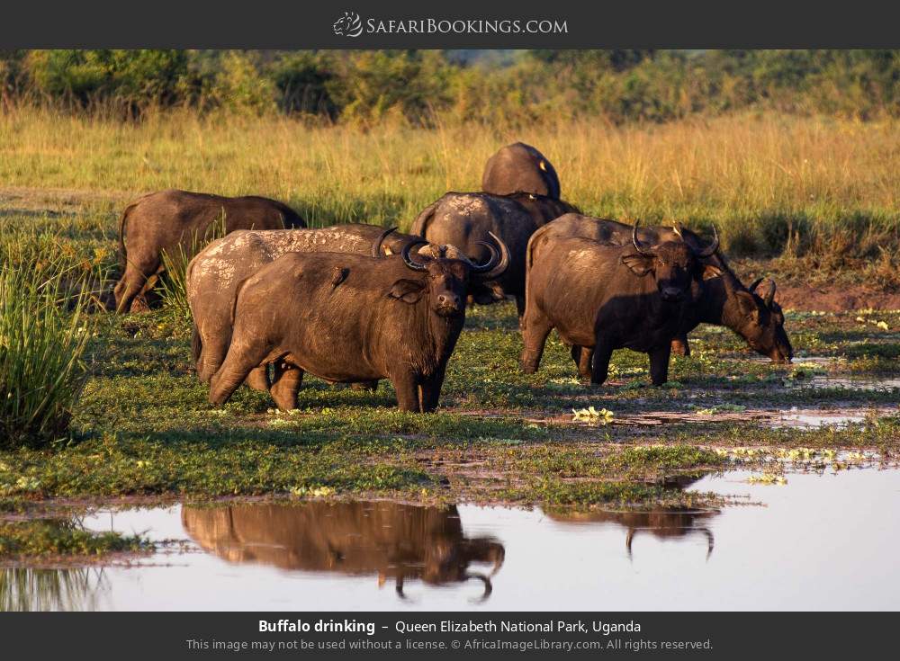 Buffalo drinking in Queen Elizabeth National Park, Uganda