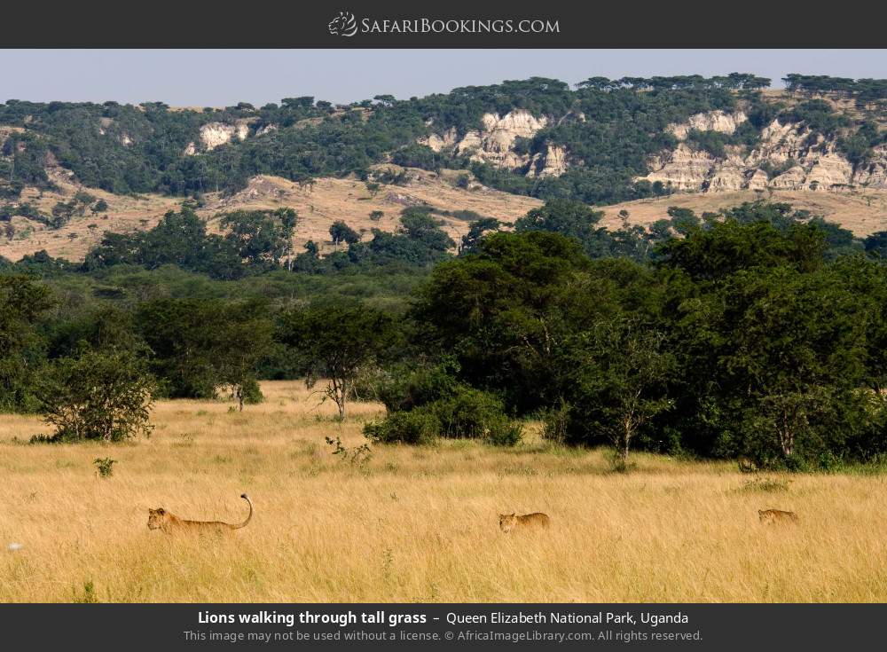 Lions walking through tall grass in Queen Elizabeth National Park, Uganda