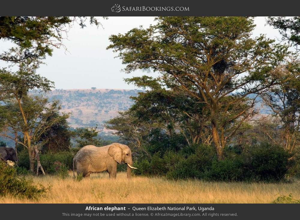 African elephant in Queen Elizabeth National Park, Uganda