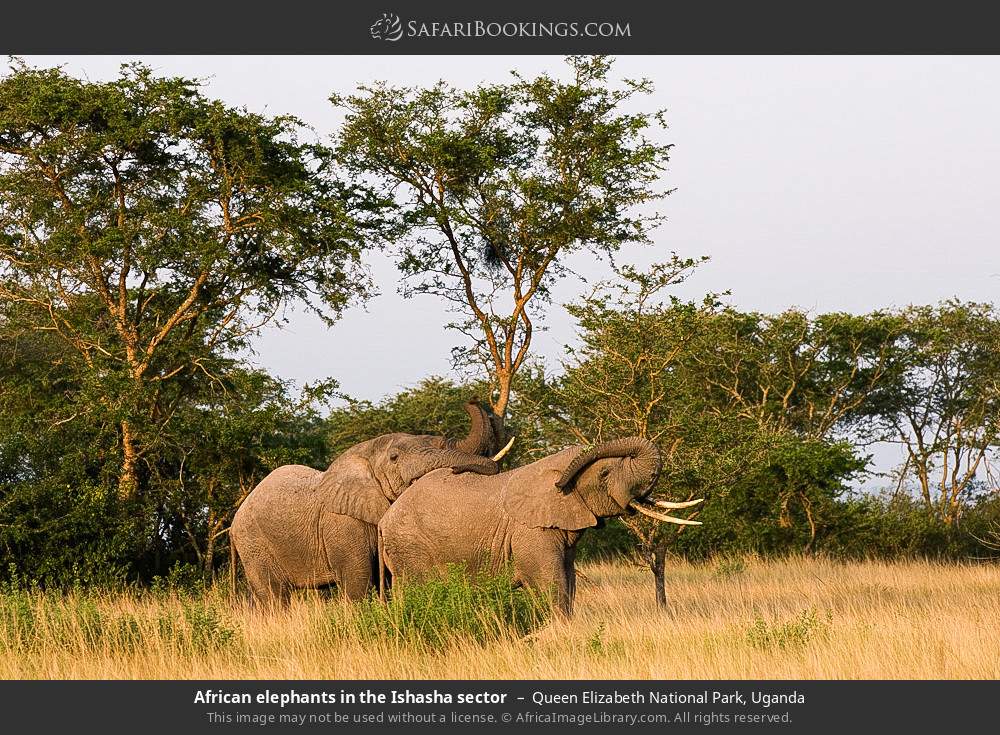 African elephants in the Ishasha Sector in Queen Elizabeth National Park, Uganda