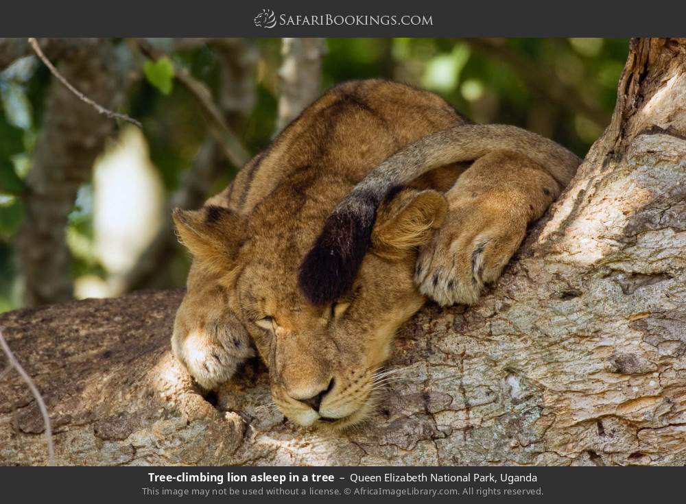 Tree-climbing lion asleep in a tree in Queen Elizabeth National Park, Uganda