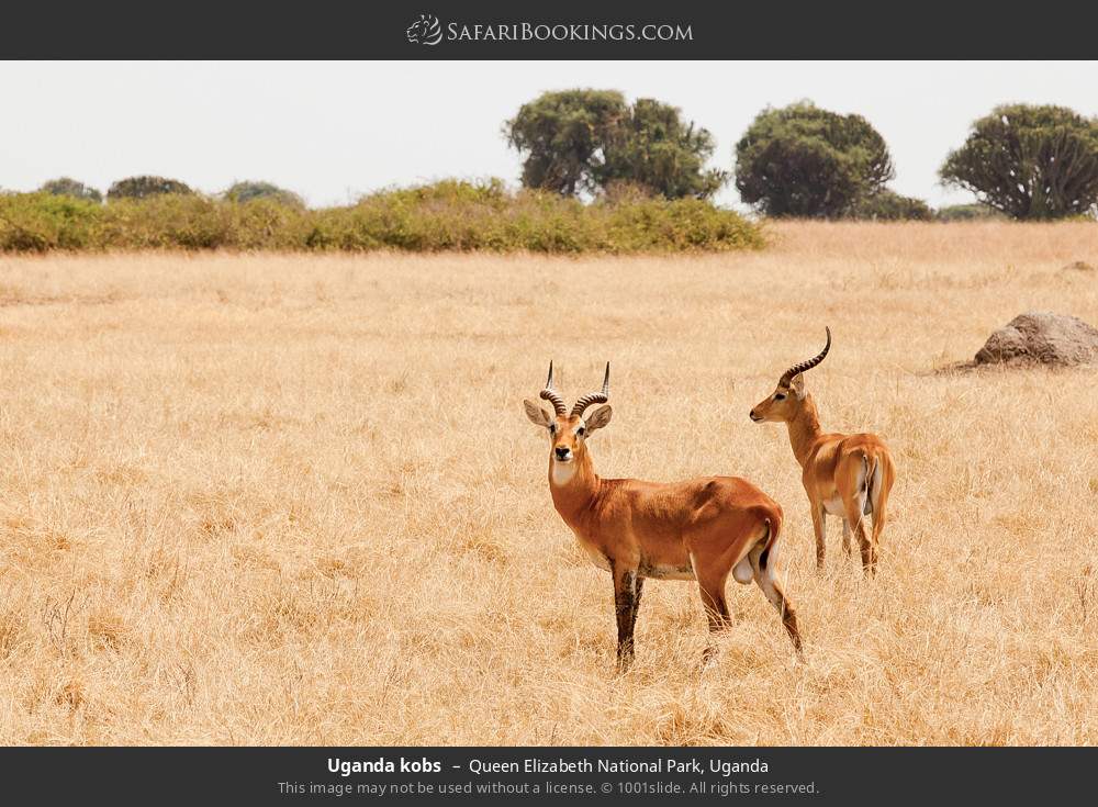 Uganda kob in Queen Elizabeth National Park, Uganda