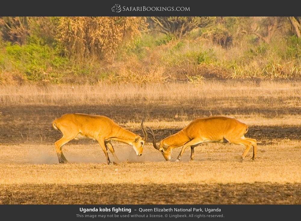 Uganda kob fighting in Queen Elizabeth National Park, Uganda