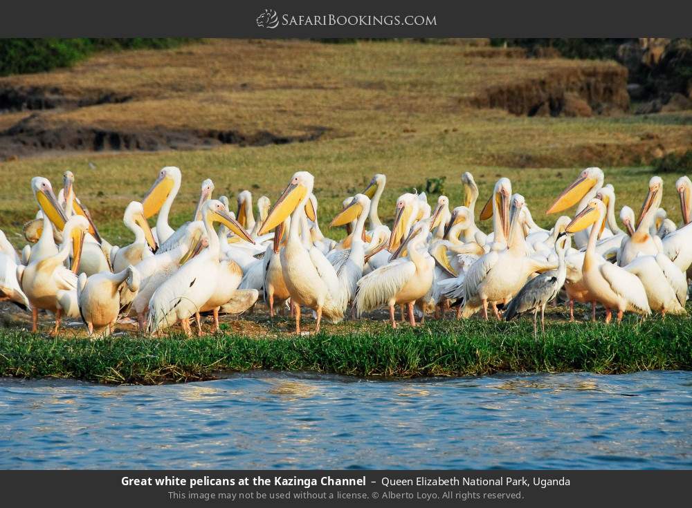 Great white pelicans at the Kazinga Channel in Queen Elizabeth National Park, Uganda
