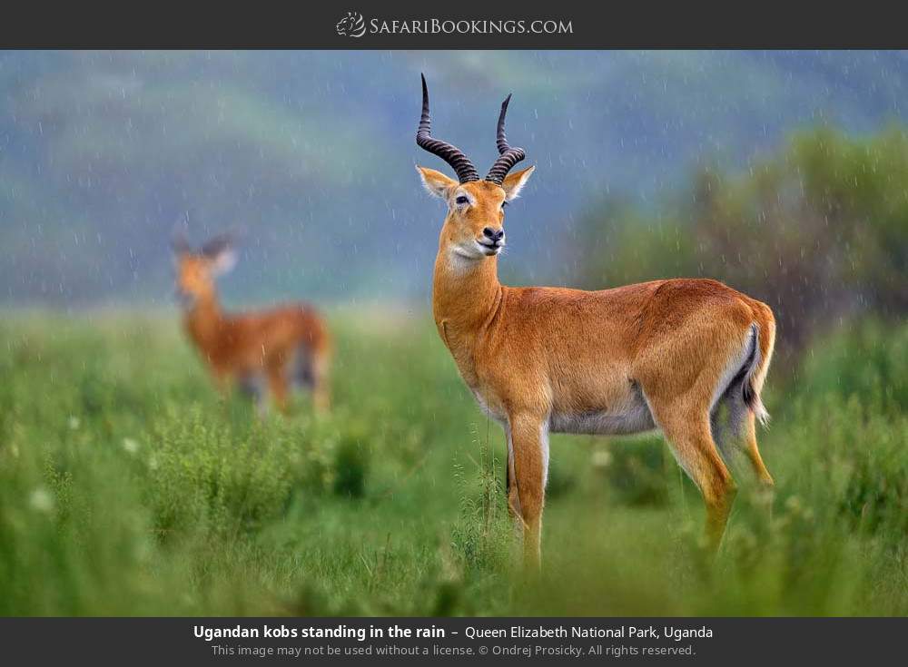 Uganda kob standing in the rain in Queen Elizabeth National Park, Uganda