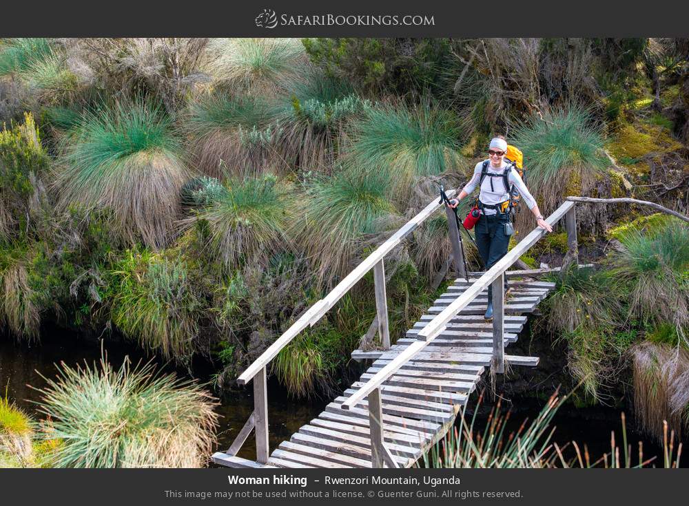 Hiking in the Rwenzori Mountains in Rwenzori Mountains, Uganda