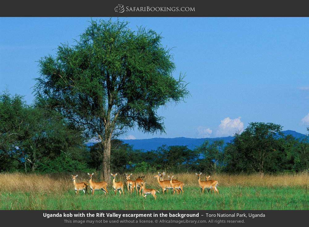 Uganda kob with the Rift Valley escarpment in the background in Toro National Park, Uganda