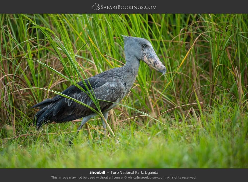 Shoebill in Toro National Park, Uganda