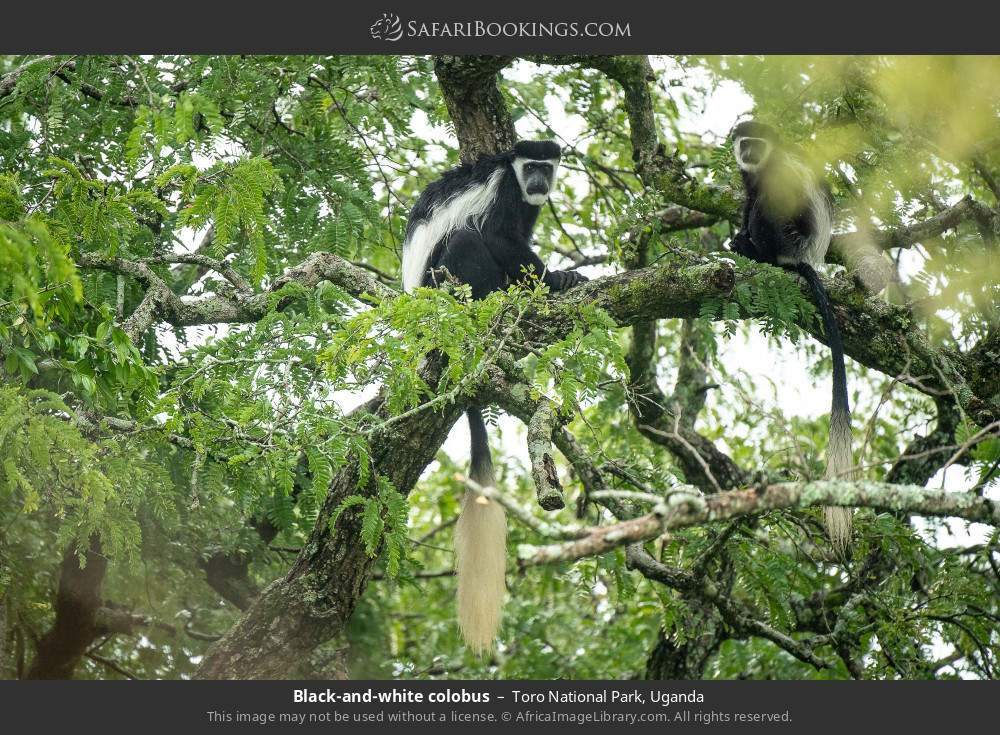 Black-and-white colobus in Toro National Park, Uganda