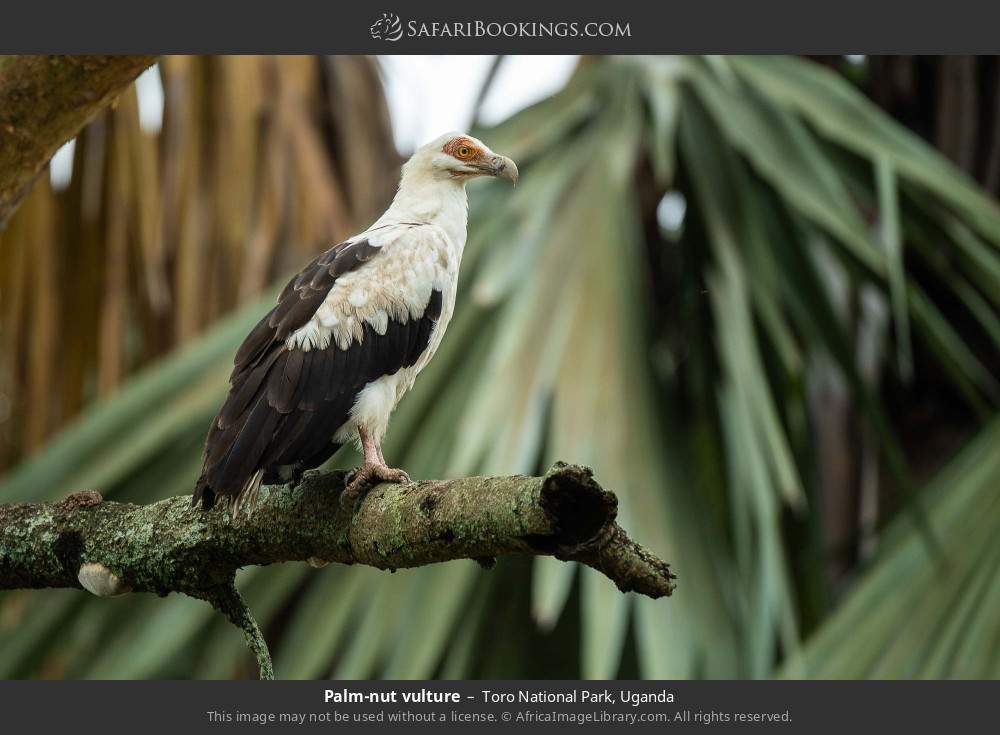Palm-nut vulture in Toro National Park, Uganda