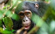 Bugoma Forest Reserve