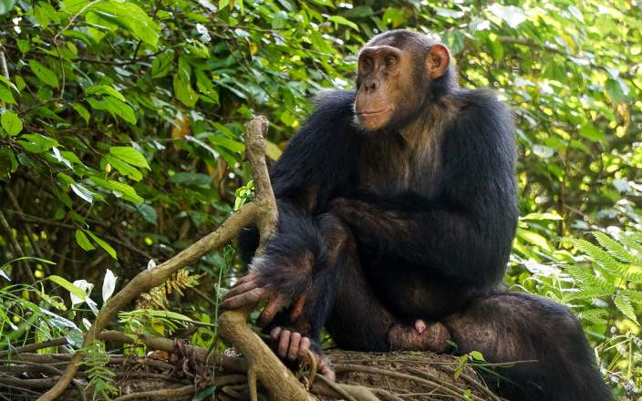 Open Photos
