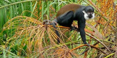 4-Day Gorillas, Golden Monkeys & Chimpanzee Safari Combo