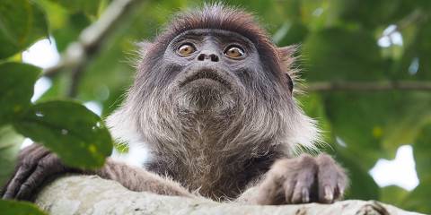 3-Day Adventure in Uganda Gorilla Safari from Kigali