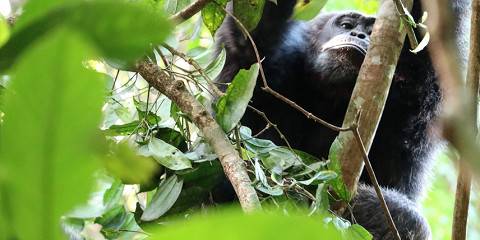 Gorilla and Chimps Trekking Tour