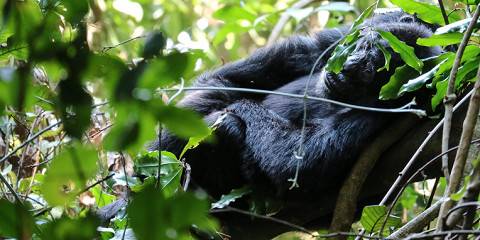 3-Day Gorilla Tracking Midrange Tour in Uganda