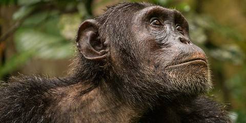 8-Day Classical Uganda Big Five Wildlife and Primates